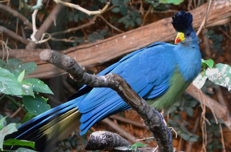 Kabira Starling Waterfall