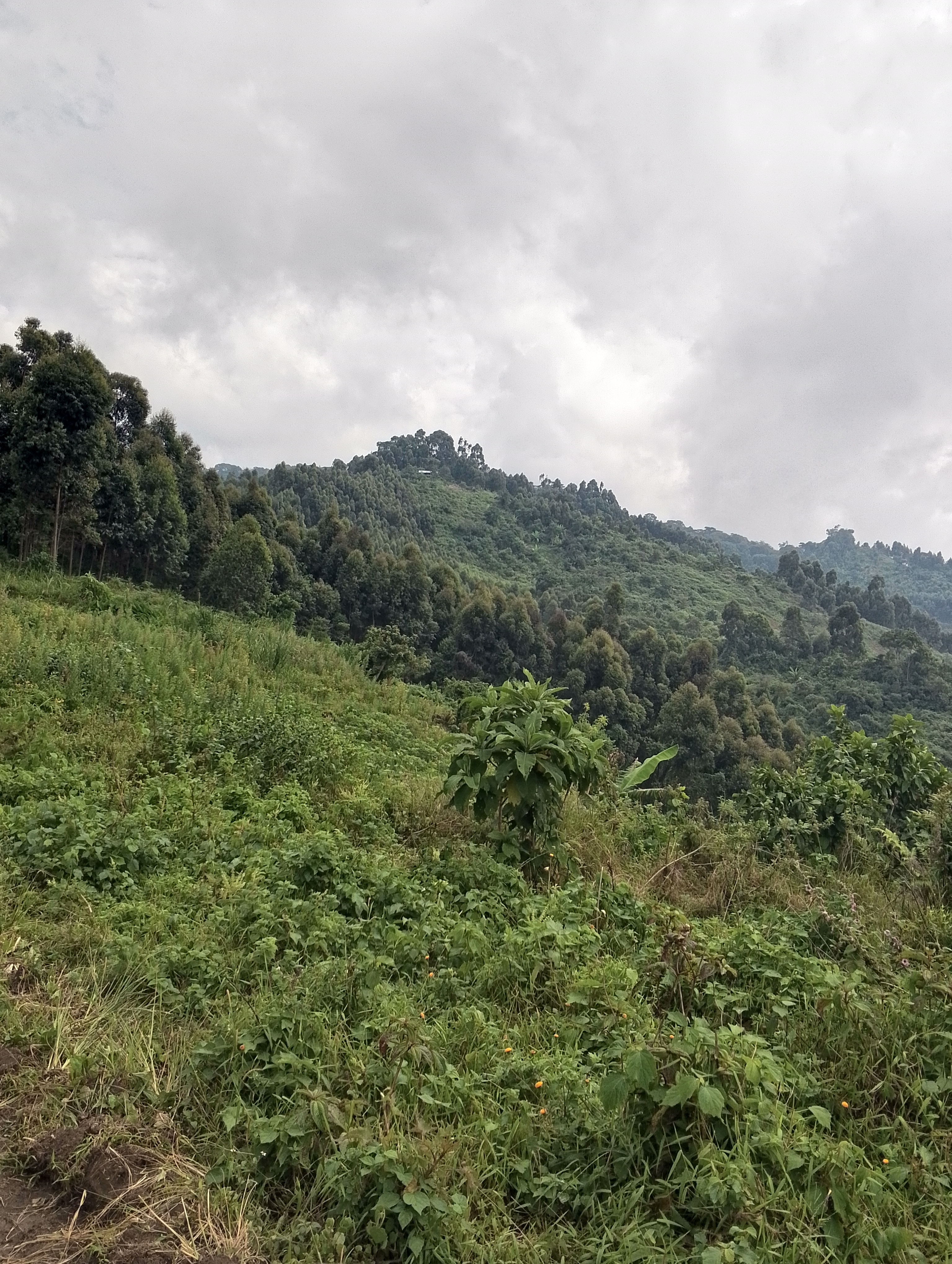 Kithakakisa campsite with view of Rwenzori