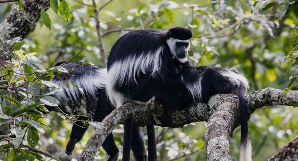 Kasalhalha Waterfalls