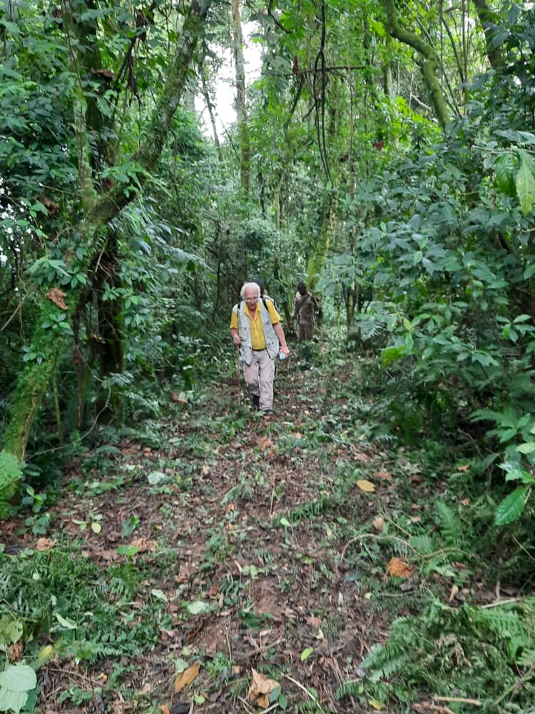 Bird watching in Rwenzori forest